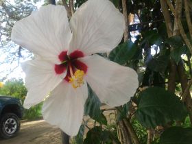 White hibiscus Granada Nicaragua – Best Places In The World To Retire – International Living